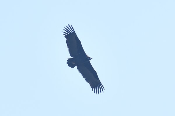 독수리